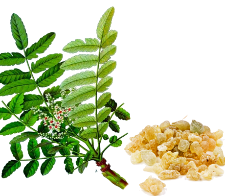 Zywica Boswellia