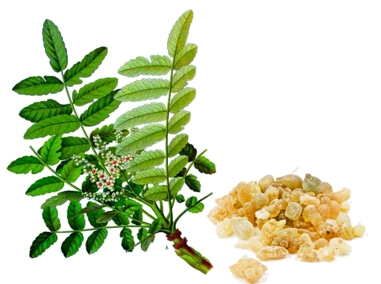 Zywica Boswellia
