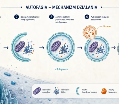 Autofagia