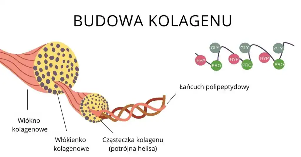peptydy kolagenowe